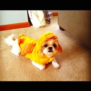 Halloween Dog costume Duck size small
